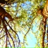 Assembly of honey