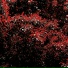 ZYs1