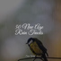 Rain Sounds Rain, Dr. Meditation, Rainy Sounds