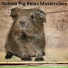 The Guinea Pig Gurus