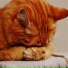 Cat Music, Music For Cats Peace, Cats Music Zone
