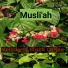 Musli'ah