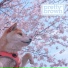Pretty Brown feat. Molly.D
