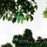Lucid Green, Charlie
