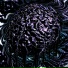 xvvoid