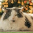 Cat Relaxing Master