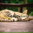 Музыка для кошек Радио