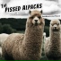 The Pissed Alpacas