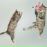 Music for Cats Project, Cat Music, RelaxMyCat