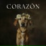 Zona de relajación para perros