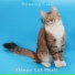 Sleepy Cat Music