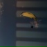 LECYPRO