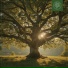 Nuncc, Beats for Trees