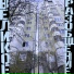 Журавли