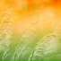 Yoga Zen Playlist