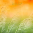 Yoga Zen Playlist