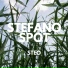 Stefano Spot