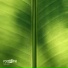 Rootone