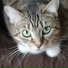 RelaxMyCat, Pet Care Club, Music for Pets Library