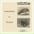 Lamantins et otaries
