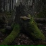 Fox Oak