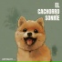 Música Pura Para Perros