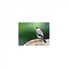 Mindfulness Healing BGM Project