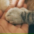 Cat Relaxing Master