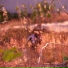 IceCandyDice