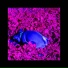 Wolf-Spawn