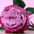 Джафарова Эльмира