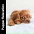 Dog Music