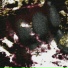 VPPAN