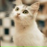 Cat Relaxing Master