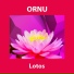 Ornu