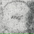 Эл Картер, AXVL