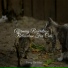 Cat Music Dreams, RelaxMyCat, Calm Music for Cats