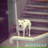 Megadead