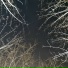desely