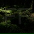Forest Floor