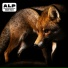ALP