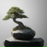Sommnia, Soothing Music Academy