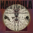 Navicula
