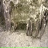 коба