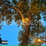 Vestaxetine