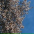 marsquake, fnonose