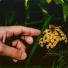ВУЩ