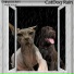 CRIMEBERRY