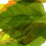 Spectromnesia