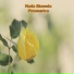 Nada Mamula